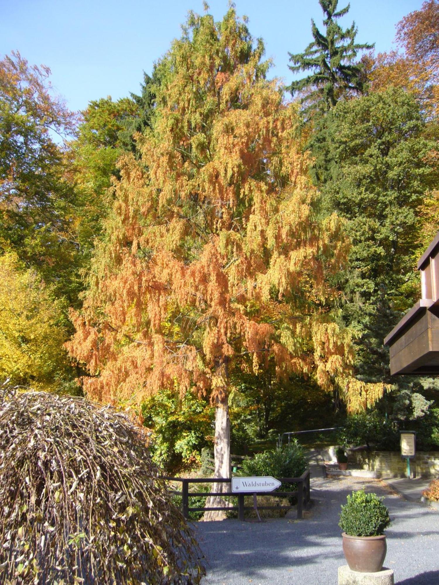 Romantik Waldhotel Mangold Bergisch Gladbach Exterior photo